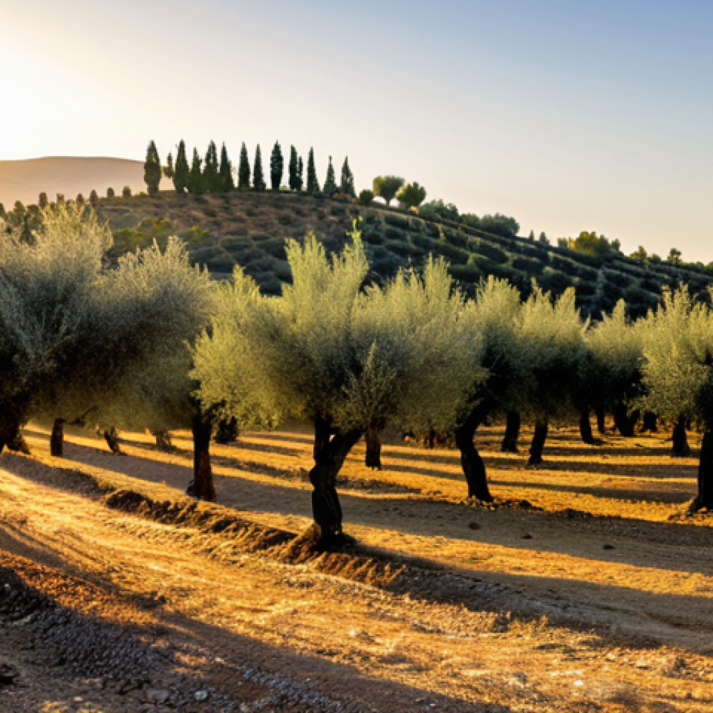 Andalusian Olive Grove**

"Scenic view of an Andalusian olive grove at sunset, showcasing rows of olive trees under a warm, golden light, professional photography, fully clothed farmers harvesting olives with traditional methods, appropriate attire, safe for work, perfect anatomy, natural proportions, family-friendly. Focus on the landscape and the olive harvesting process. Modest rural setting."

**